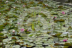 Lily in Japan Garden, Hortulus