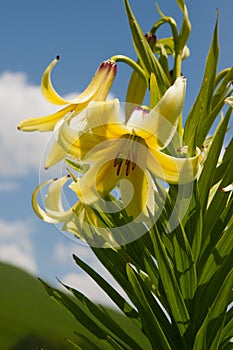 Lily Kesselring (Lilium kesselringianum)