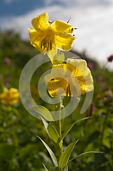 Lily Kesselring Lilium kesselringianum is in the mountains