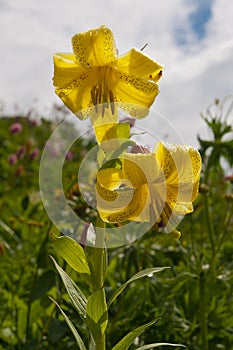 Lily Kesselring Lilium kesselringianum is in the mountains