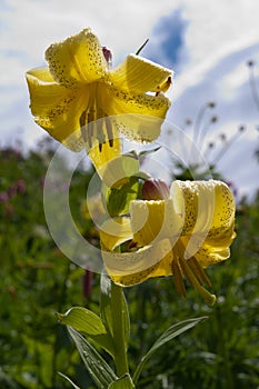 Lily Kesselring Lilium kesselringianum is in the mountains