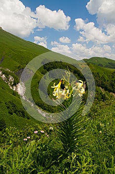 Lily Kesselring (Lilium kesselringianum) is in the mountains