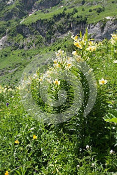 Lily Kesselring (Lilium kesselringianum) is in the mountains, No