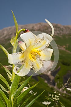 Lily Kesselring (Lilium kesselringianum) is in the mountains