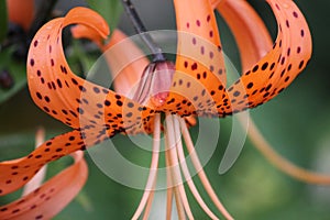 Lily lanceolate flowers close-up