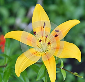 Lily Lat. LÃ­lium Itis a genus of plants in the Lilley Lat. Liliaceae yellow