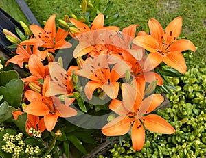 Lilium Orange Pixie flowers photo