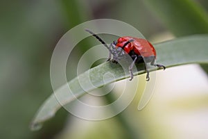 Lily leaf beetle