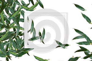 Lily leaf green overlapping background