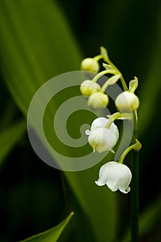 Lily of lhe valley photo
