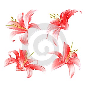 Lily Lilium candidum, a red flowers set on a white background vintage vector illustration editable Hand draw