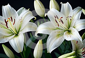 Lily Lilium is a genus of plants in the Liliaceae. Perennial herbs equipped with bulbs. White graceful flower petals