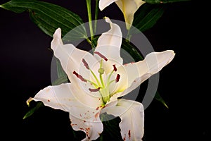 Lily Lilium longiflorum Close up