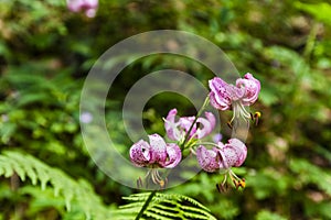Lily - Lilium martagon (martagon lily, Turk's cap lily)