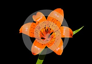 Lily (Lilium pensylvanicum) 15