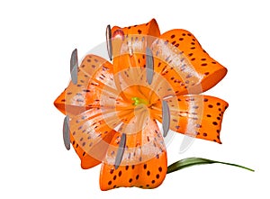 Lily (Lilium pseudotigrinum) 18