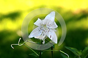 Lily or Lilium pure white with dark spots fully open blooming perennial flower in shade of tall old tree planted in home garden