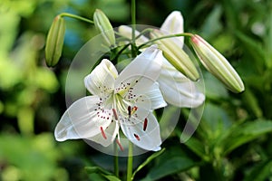 Lily or Lilium pure white with dark spots fully open blooming perennial flower surrounded with closed flower buds on dark green