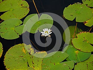 Lily and Lily pads