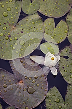Lily and lily pads with raindrops