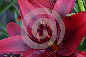 Lily Maroon with Anthers and Stamen