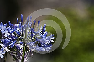 Lily of the Nile Agapanthus Amaryllidaceae Agapanthoideae