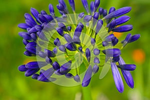 Lily of the Nile Agapanthus African Lily