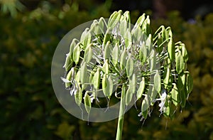 Lily of the Nile Agapanthus flowers turned into seed pods.