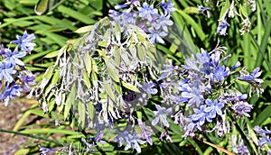 Lily of the Nile Agapanthus flowers turned into seed pods.