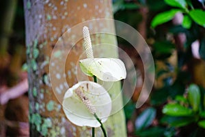 Lily of the Nile Calla lily flower