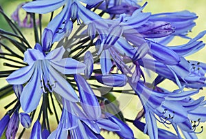 The lily of the Nile...