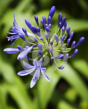 Lily of the Nile flower.