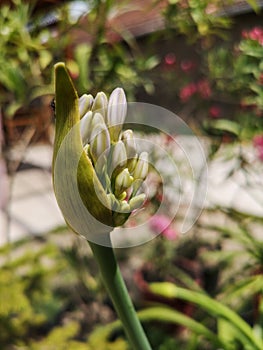 Lily of the Nile flower bud