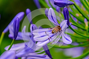 Lily of the Nile flower and honey bee