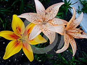 Lily Orange Electric refers to Asian hybrids. photo