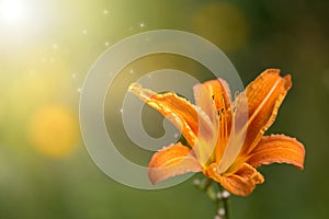 Lily orange flower in open air, with sunlight.