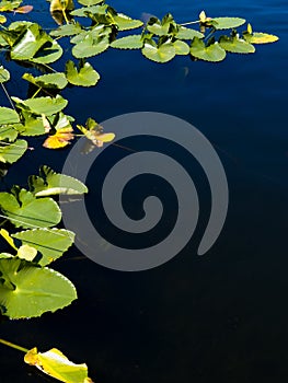 Lily pad border