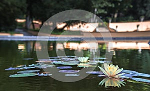 Lily Pad Flower In a Lake