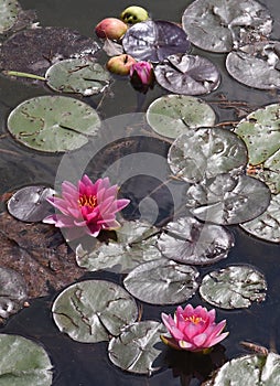 Lily Pad at Japanese Garden