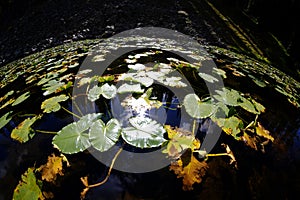Lily pad leaves floating in water reflecting the sky pine trees and sunshine
