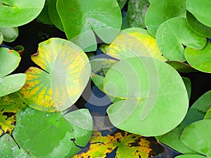 Lily pad