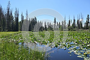 Lily Pad Pond Blooms in Eagles Nest Wilderness