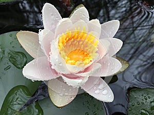 Lily pad pond with white pink and yellow flower