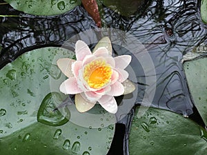 Lily pad pond with white pink and yellow flower