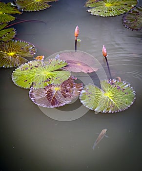 Lily Pads