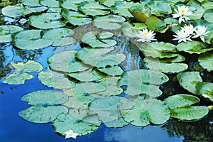 Lily Pads on Blue Reflections