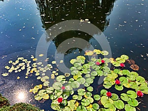 Lily pads on a calm pond