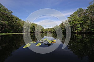 Lily pads in calm water of Fisheating Creek, Florida.