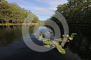 Lily pads in calm water of Fisheating Creek, Florida.