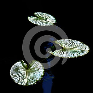 Lily Pads in dark Pond Water glowing with detail